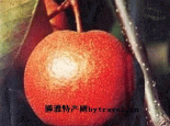 红南果梨