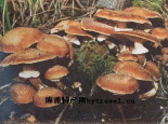 西丰榛蘑