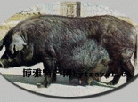 昌图黑猪