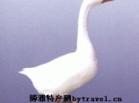昌图豁鹅