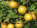 葫芦岛锦丰梨