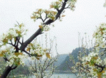 建昌花梨