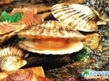 长海虾夷扇贝