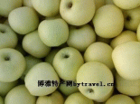 瓦房店黄元帅苹果