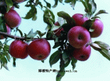庄河歇马杏