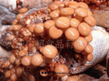庄河滑子菇