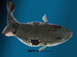 大连河豚
