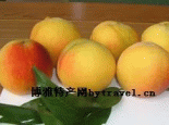 金州黄桃