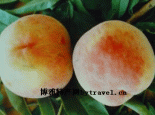 大连桃子