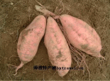 康平甘薯