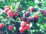 登仕堡子镇树莓
