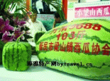 小梁山西瓜