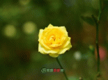 沈阳玫瑰花