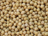 敦化小粒黄豆