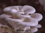 伊通香白蘑