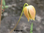 高山铁线莲