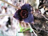 长白山细辛