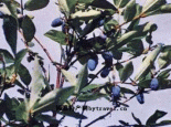 勃利山茄子
