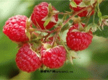 红林之莓