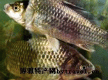 镜泊湖湖鲫