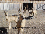 矮鹿
