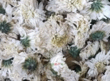 鸡东万寿菊
