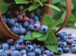 梨树蓝莓