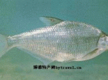 长春鳊（鳊花）