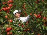 长林岛金红苹果