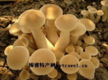 双鸭山松蘑