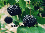 刺五加