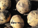 脱毒种薯