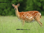 梅花鹿（鹿科）