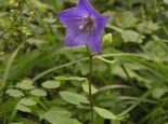 四叶菜
