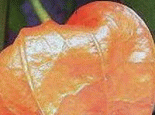 灯笼果