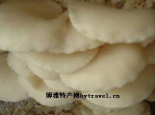 伊春白灵菇