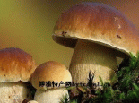 伊春牛肝菌