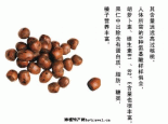 毛榛子