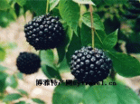 伊春刺五加