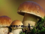 牛干菌