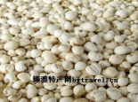 红星平贝母