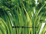 红星蕨菜