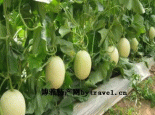 上甘岭甜瓜