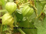 甜菇茑
