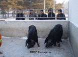 兰西民猪
