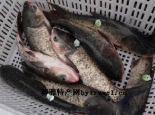 连环湖鳙鱼