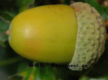 大庆橡子