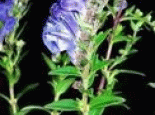 林甸黄芩