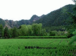 拜泉县苗木