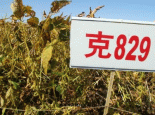 克山大豆